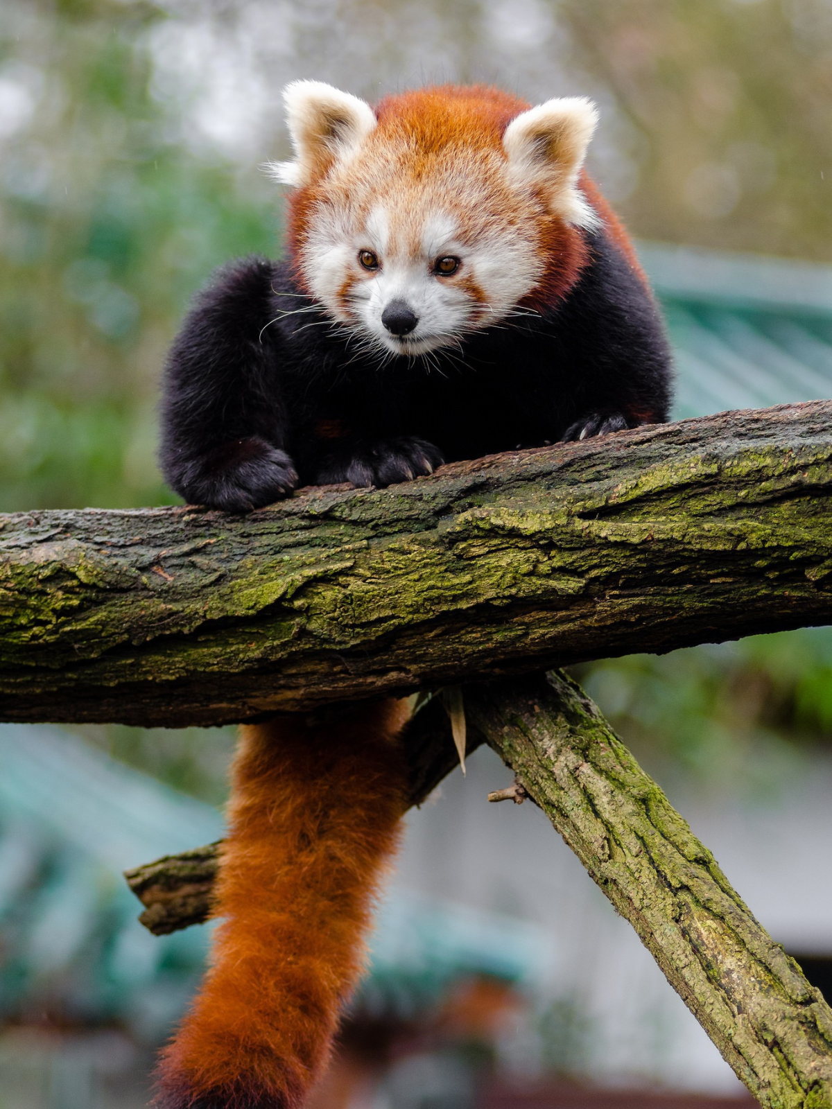 Red Panda Bamboo Red Panda Bamboo