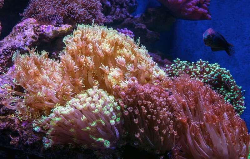 Bleached coral reefs affected by ocean acidification, showing the collapse of marine ecosystems. Agricultural runoff carrying phosphorus fertilizers into freshwater bodies, causing eutrophication and algal blooms.